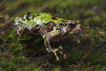 A portrait of a Marbled Rain Frog on moss 
