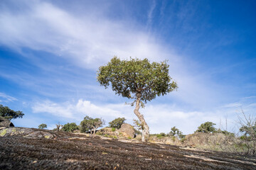 A beautiful landscape of trees growing between the huge granite rocks, holm oaks and cork oaks,...