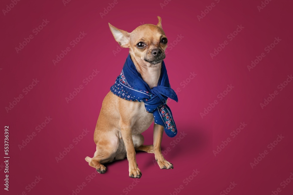 Canvas Prints Funny cute young dog on colored background