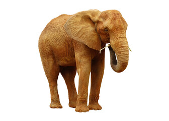 African elephant isolated on white background. This has clipping path.	
