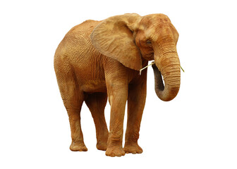 Obraz premium African elephant isolated on white background. This has clipping path. 