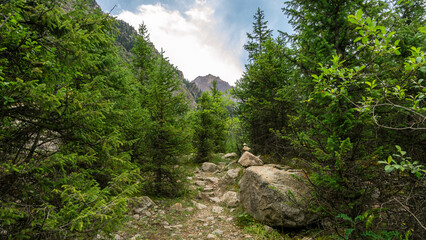 beautiful mountain gorge. beautiful old forest. spruce forest. spruce forest. pine forest. old trees