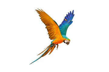 Fototapeta premium Colorful Blue and gold macaw parrot flying isolated on transparent background.