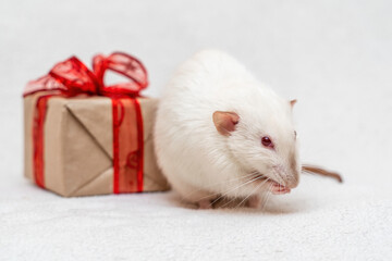 White rat gift. The rat sits on a white carpet with a gift box with a red ribbon.