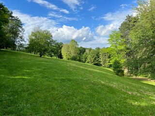 landscape with green grass and trees