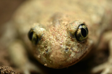 Close-up of the eyes of a ground frog.