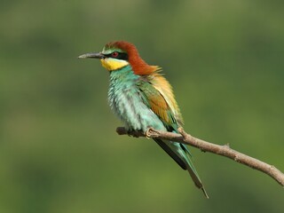 European bee-eater perched on a twig, close-up