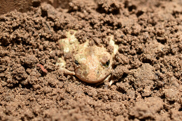 The frog dug into the loose soil.