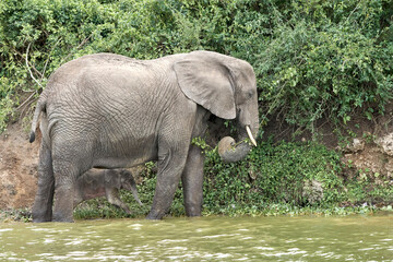 Beautiful portrait of a mother elephant feeding and between its legs the baby elephant on the shore of the Kazinga channel in a nature reserve in Uganda