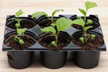 Eggplant seedlings  in reusable plastic tray on  wooden table. Sprouts of eggplants grown at home from seeds.