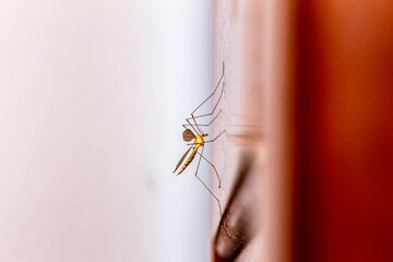 Mosquito en la pared.