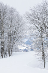 Fototapeta na wymiar 冬の長野県白馬村の雪景色