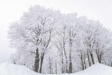 Obraz na płótnie Canvas 冬の長野県白馬村の雪景色