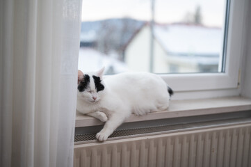 White cat sleeping by the window beyond radiator with winter snow visible outdoors