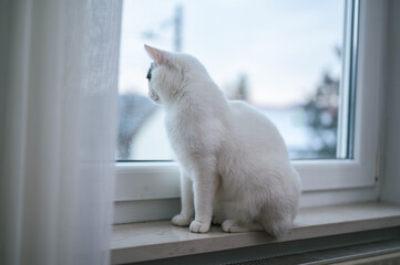 White cat looking through the window, winter snowy day outdoors, view from behind