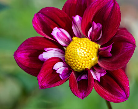 Dahlia "Impression fantastico" flower. dwarf collarette Dahlia. Single flower