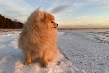 Fototapeta na wymiar Beautiful pensive Pomeranian Spitz dog sitting on snow at winter day on the beach looking into distance, sunset