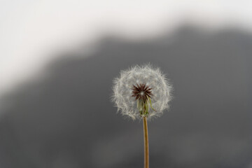 Single white dandelion on gray background