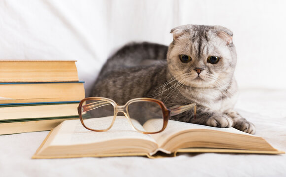 Gray scottish fold cat lying near books and eyeglasses