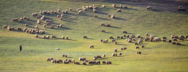 Fototapeta premium Landscape of a flock of sheep on a hillside