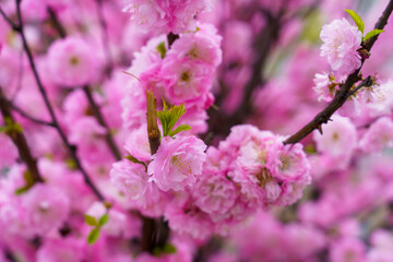 Blossoming sakura tree flower with selective focus on blurred background. Defocused backdrop copy space