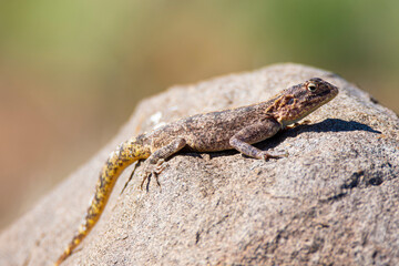 Naklejka na ściany i meble A common agama female lizard in Namibia.