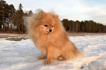 Naklejka na ściany i meble Beautiful pensive Pomeranian Spitz dog sitting on snow at winter day on the beach, sunset