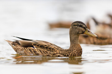 Duck in a pond or river. Selective focus with blurred background and copy space