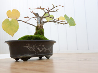 Bonsai tree on ceramic pot.