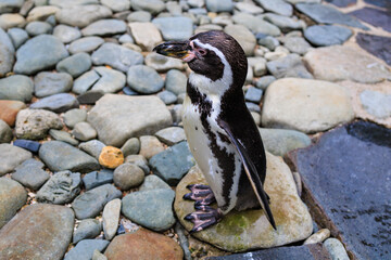 Penguin, a family of flightless seabirds. Background with selective focus