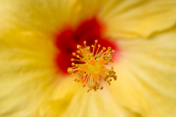 Yellow Hibiscus (Busoge) flower stamens shining like a jewels. Closeup macro photograph.