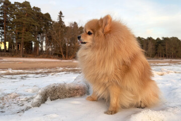 Beautiful pensive Pomeranian Spitz dog sitting on snow at winter day in the forest, sunset
