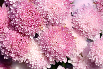 Full blooming pink gradation polypetal pom pom mum flowers. Close up macro photograph.