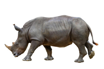 Obraz premium Formidable of rhinoceros isolated on transparent background. 
