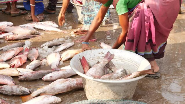 Women packing large quantity of croaker fish in a big bowl - Chirala Fish Market, AP,India - Dec 2022