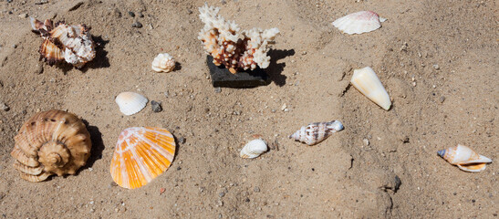 Beautiful seashells of various shapes and sea coral lie on the sand, on the ocean. Background for your fantasy design or summer travel illustrations.