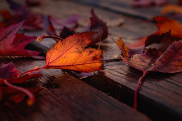 Maple leaves at fall on a wood background