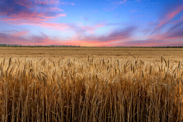 Ripe wheat field nature scenery in summer field. Selective focus.