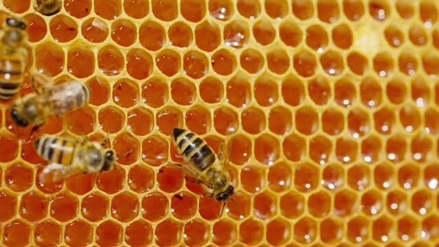 A bee crawls on a honeycomb frame outdoors in an apiary.