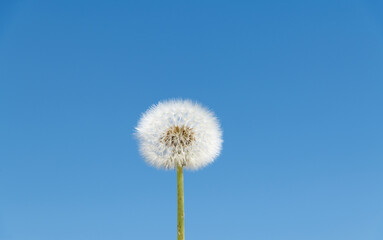 Fototapeta na wymiar Dandelion under the blue sky