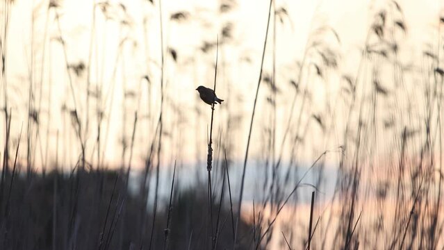 linnet sings a spring song at dusk