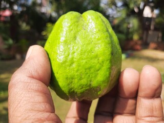 Guava fruits in farmer hand  Ite other names common guava  Psidium guajava lemon guava apple guava.

