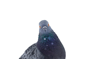 pigeon looking at camera isolated on white