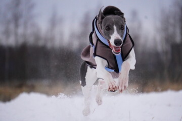 Whippet Snap Dog running in the snow 
