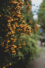 little yellow berries on a tree
