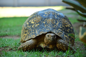 frank the tank