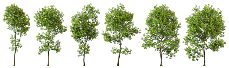 Nature trees shape cut out transparent backgrounds 3d rendering