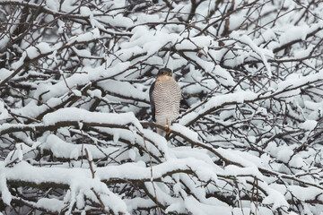 Sparrowhawk sits on snow-covered branches