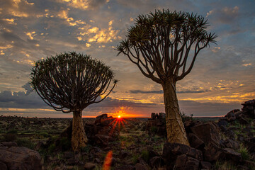 Namibia, with an ancient Quiver Tree in sunrise landscape.