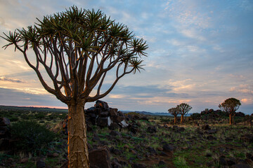 Namibia, with an ancient Quiver Tree in sunrise landscape.